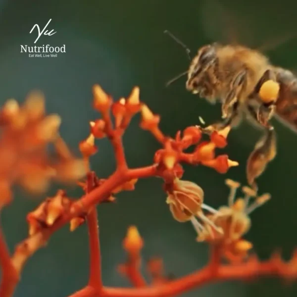 Lichi Flower Honey(লিচু ফুলের মধু )-1kg - Image 2