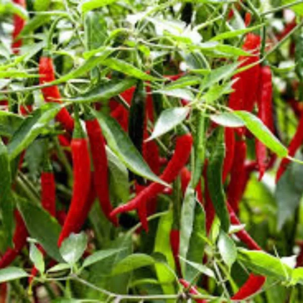 মরিচের গুঁড়া (Chilli Powder)-500gm - Image 3